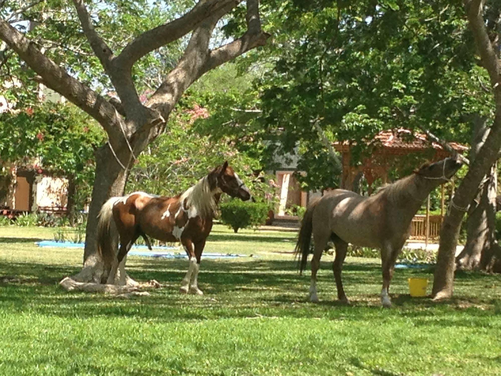 Hotel Hacienda San Francisco Tzacalha à Dzidzantún Extérieur photo
